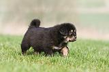 DOGUE DU TIBET 282